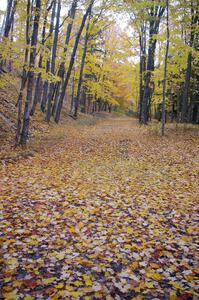 Poplar leaves on a forest road near L'Anse, MI