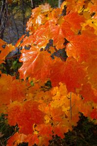 The sun came out to melt the frost on the vibrant maple leaves.