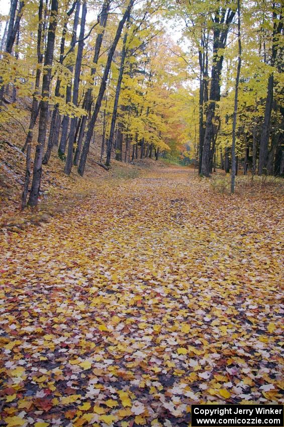 Poplar leaves on a forest road near L'Anse, MI