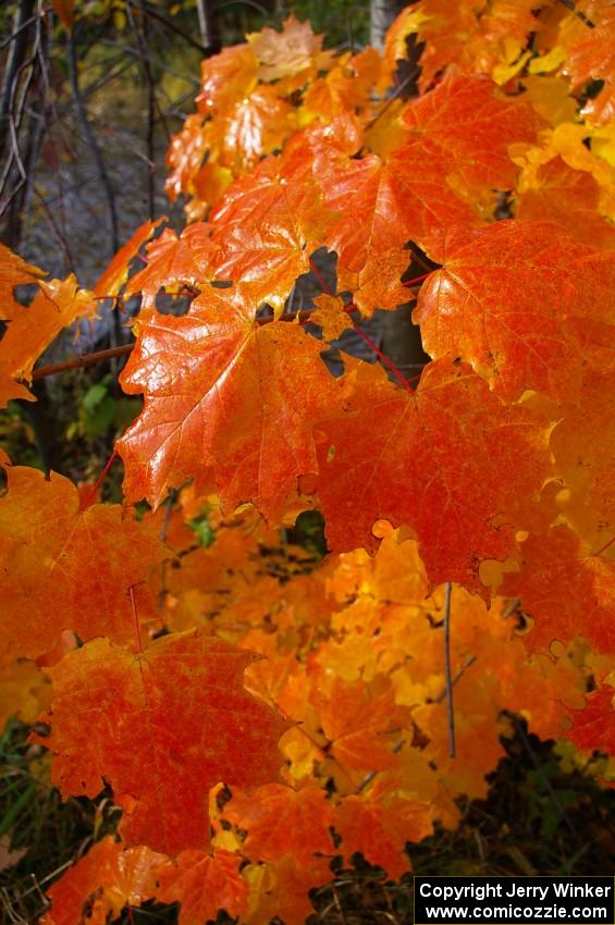 The sun came out to melt the frost on the vibrant maple leaves.