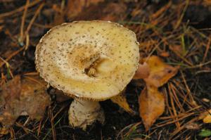 Traditional mushroom shot from Lake Superior Performance Rally 2005.(2)