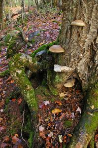 Mushrooms growing on the side of a tree near Wyandotte Falls.