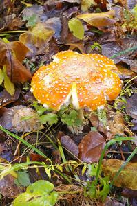 Traditional mushroom shot from 2005 Lake Superior Performance Rally.(3)