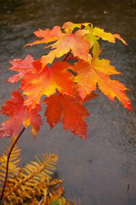 The colors of the maples were awesome at Bond Falls near Paulding, MI.