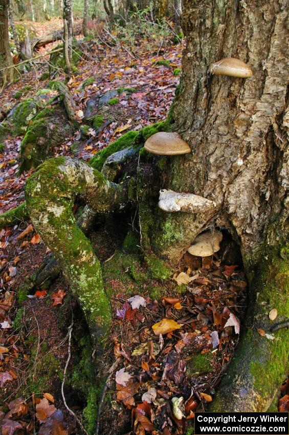 Mushrooms growing on the side of a tree near Wyandotte Falls.