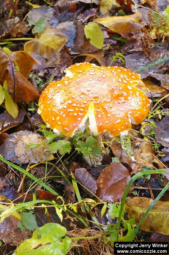 Traditional mushroom shot from 2005 Lake Superior Performance Rally.(3)