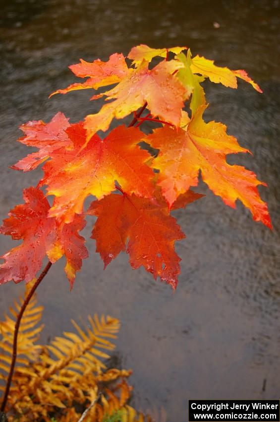 The colors of the maples were awesome at Bond Falls near Paulding, MI.