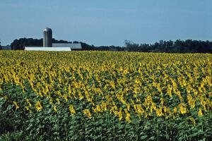 Sunflowers growing off the highway close to turn one