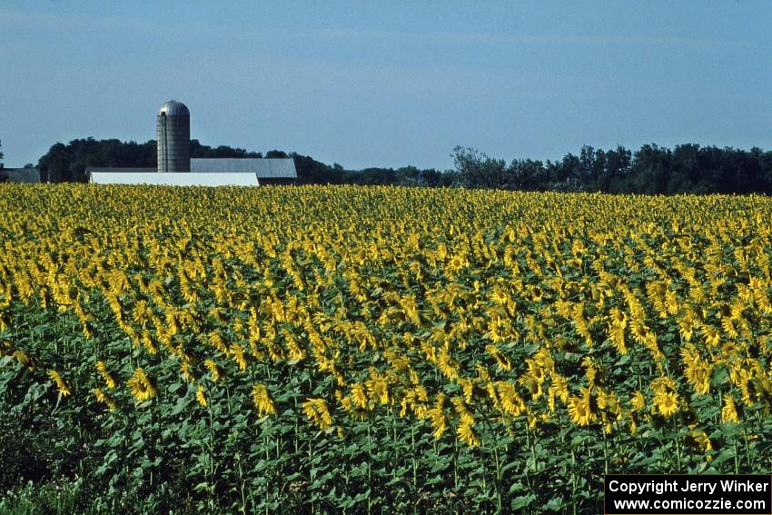 Sunflowers growing off the highway close to turn one