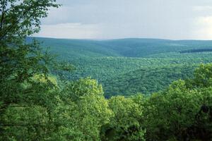 Panoramic view of the Tioga State Forest