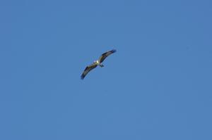 Osprey