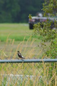 A bobolink on the turn 4 fence