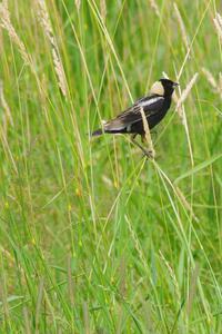 Bobolink