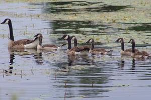 Canada Goose and young goslings