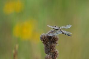 Dragonfly