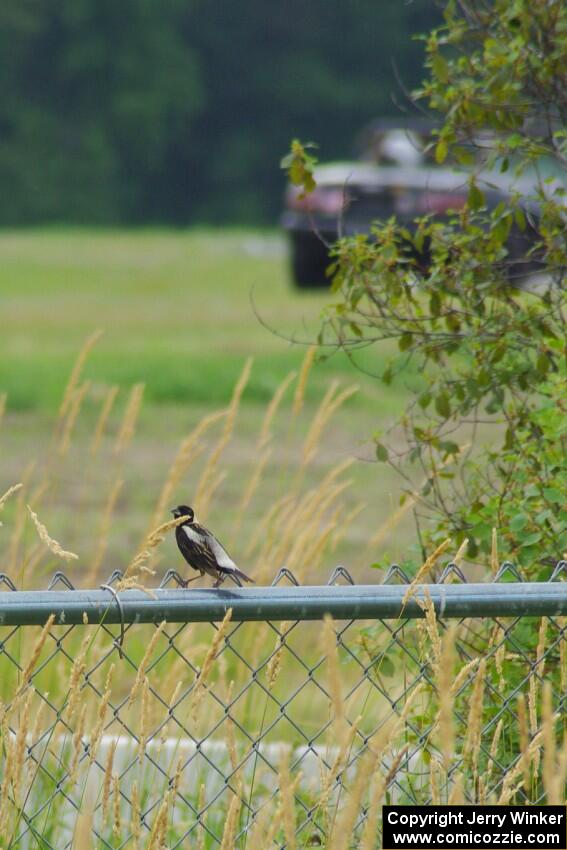 A bobolink on the turn 4 fence