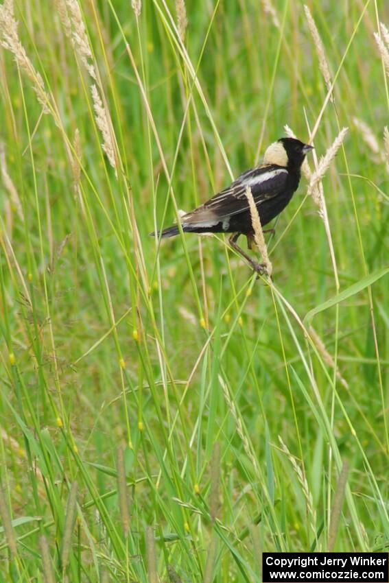 Bobolink