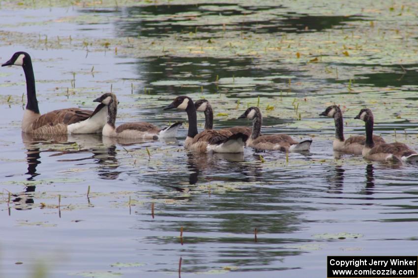 Canada Goose and young goslings