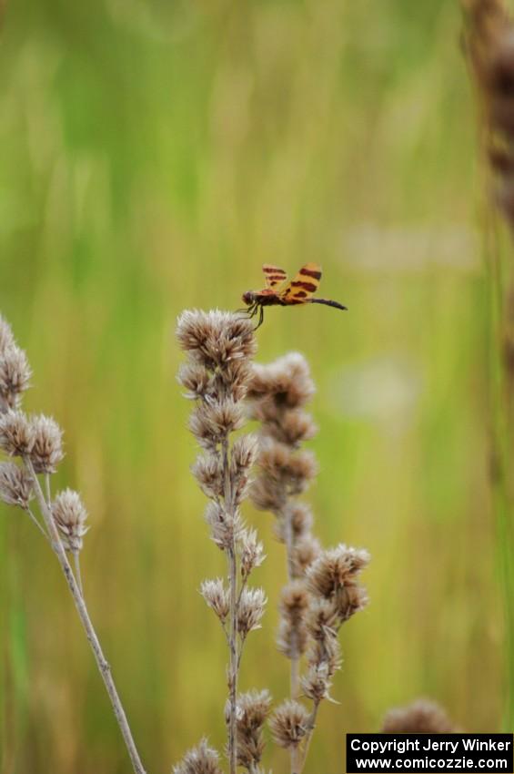 Dragonfly