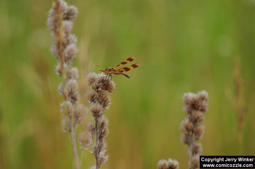 Dragonfly