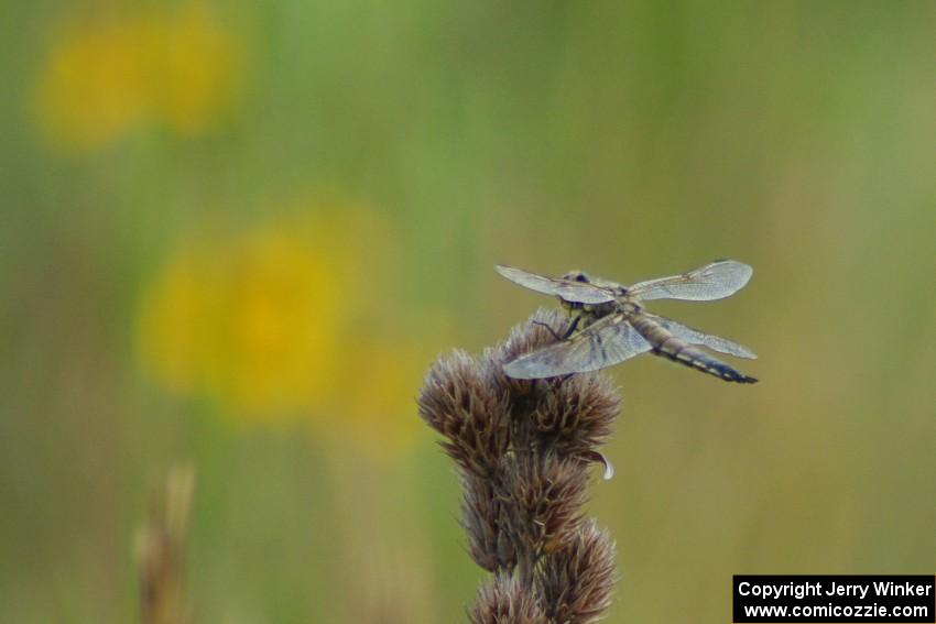 Dragonfly