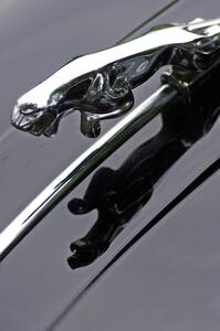 Jaguar hood ornament