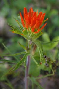 A bright orange flower on the forest floor near the midpoint of stage 1.