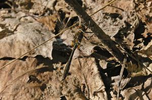 A freshly hatched dragonfly lights on a twig on the forest floor.