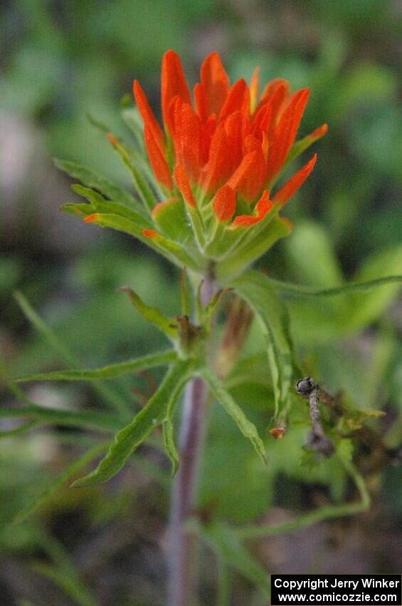 A bright orange flower on the forest floor near the midpoint of stage 1.