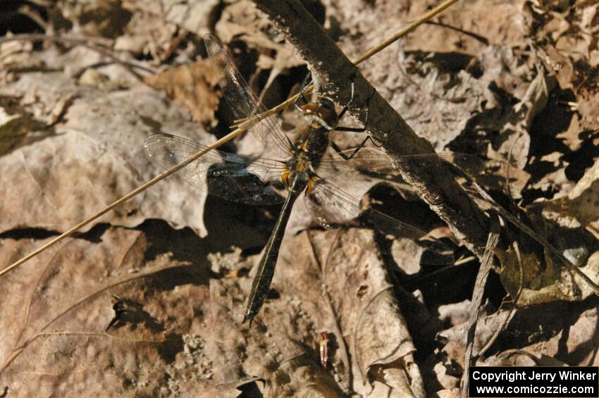 A freshly hatched dragonfly lights on a twig on the forest floor.