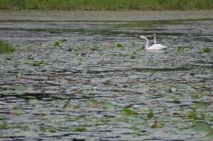 A pair of wild trumpeter swans watched the practice stage from a lake off Anchor-Mattson Road (1).