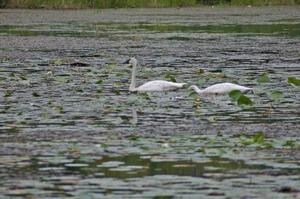 A pair of wild trumpeter swans watched the practice stage from a lake off Anchor-Mattson Road (2).