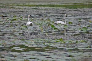 A pair of wild trumpeter swans watched the practice stage from a lake off Anchor-Mattson Road (3).