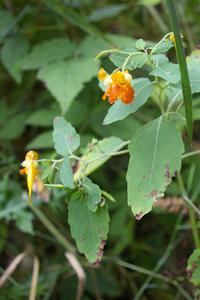 Wildflowers along the side of the road on SS3.