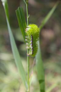 An Io Moth caterpillar spectated while munching on a blade of grass on SS9.