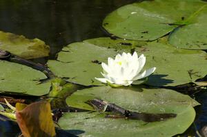 A water-lily on a lake near Brainerd.