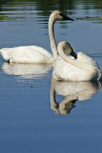 A pair of trumpeter swans near Brainerd (1).