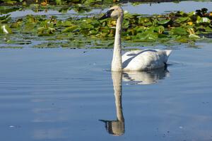 A pair of trumpeter swans near Brainerd (2).