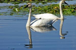 A pair of trumpeter swans near Brainerd (3).