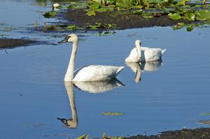 A pair of trumpeter swans near Brainerd (4).