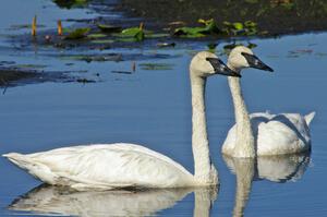 A pair of trumpeter swans near Brainerd (5).