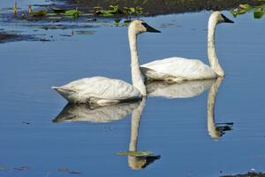 A pair of trumpeter swans near Brainerd (6).