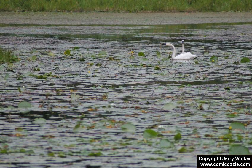 A pair of wild trumpeter swans watched the practice stage from a lake off Anchor-Mattson Road (1).