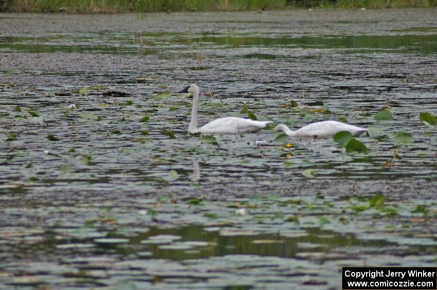 A pair of wild trumpeter swans watched the practice stage from a lake off Anchor-Mattson Road (2).