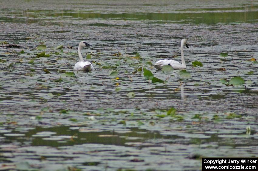 A pair of wild trumpeter swans watched the practice stage from a lake off Anchor-Mattson Road (3).