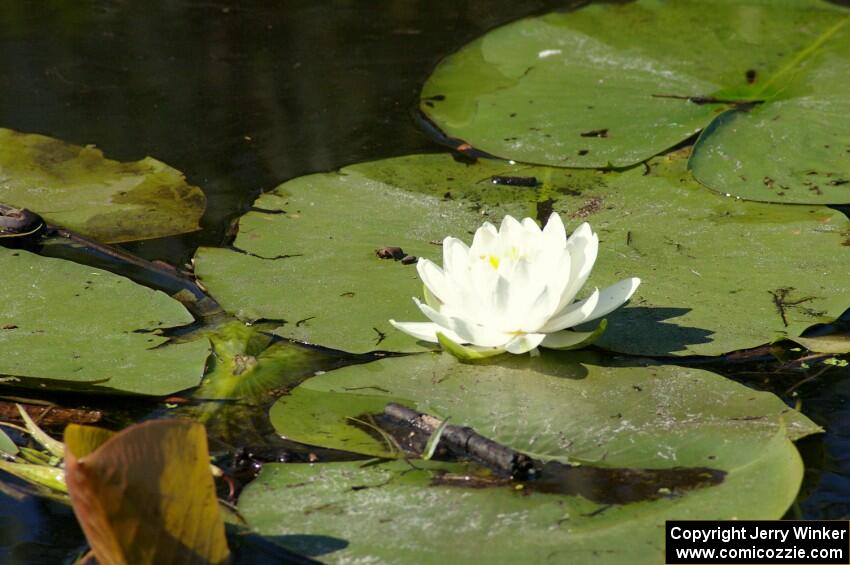 A water-lily on a lake near Brainerd.