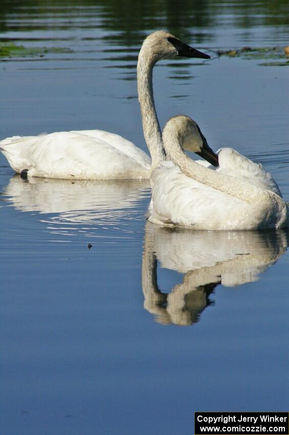 A pair of trumpeter swans near Brainerd (1).