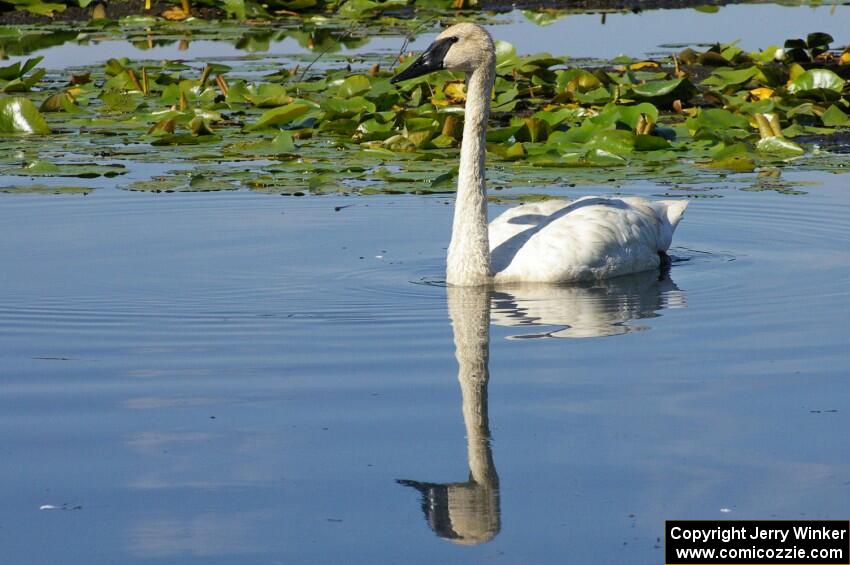 A pair of trumpeter swans near Brainerd (2).