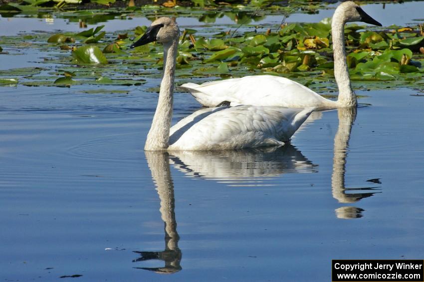 A pair of trumpeter swans near Brainerd (3).