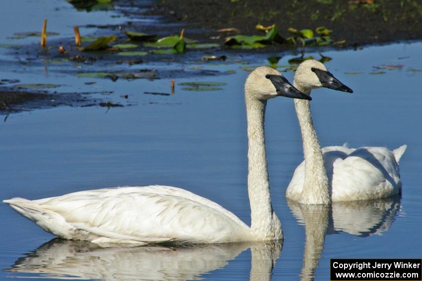 A pair of trumpeter swans near Brainerd (5).